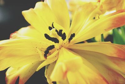 Close-up of yellow flower