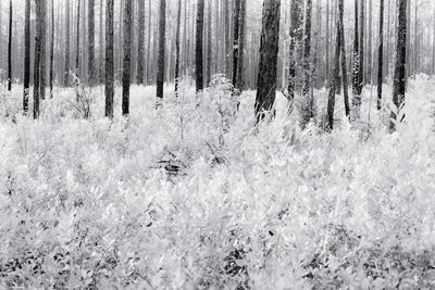 View of trees on snow covered land