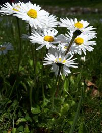 Close-up of white flowering plant on field