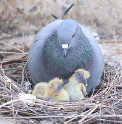 Close-up of birds in nest