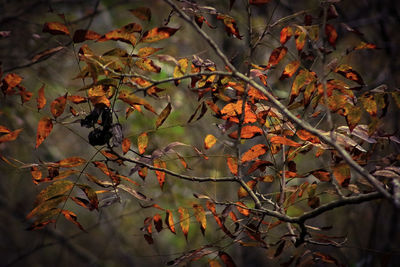 Close-up of maple leaves on tree