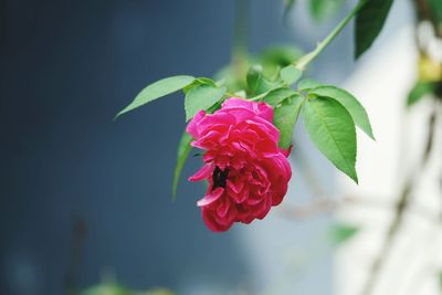 Close-up of pink rose plant