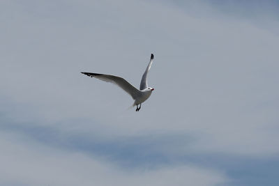 Low angle view of seagull flying