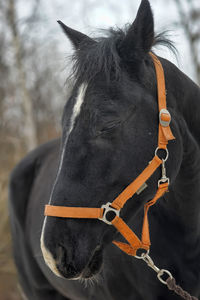 Close-up of a horse