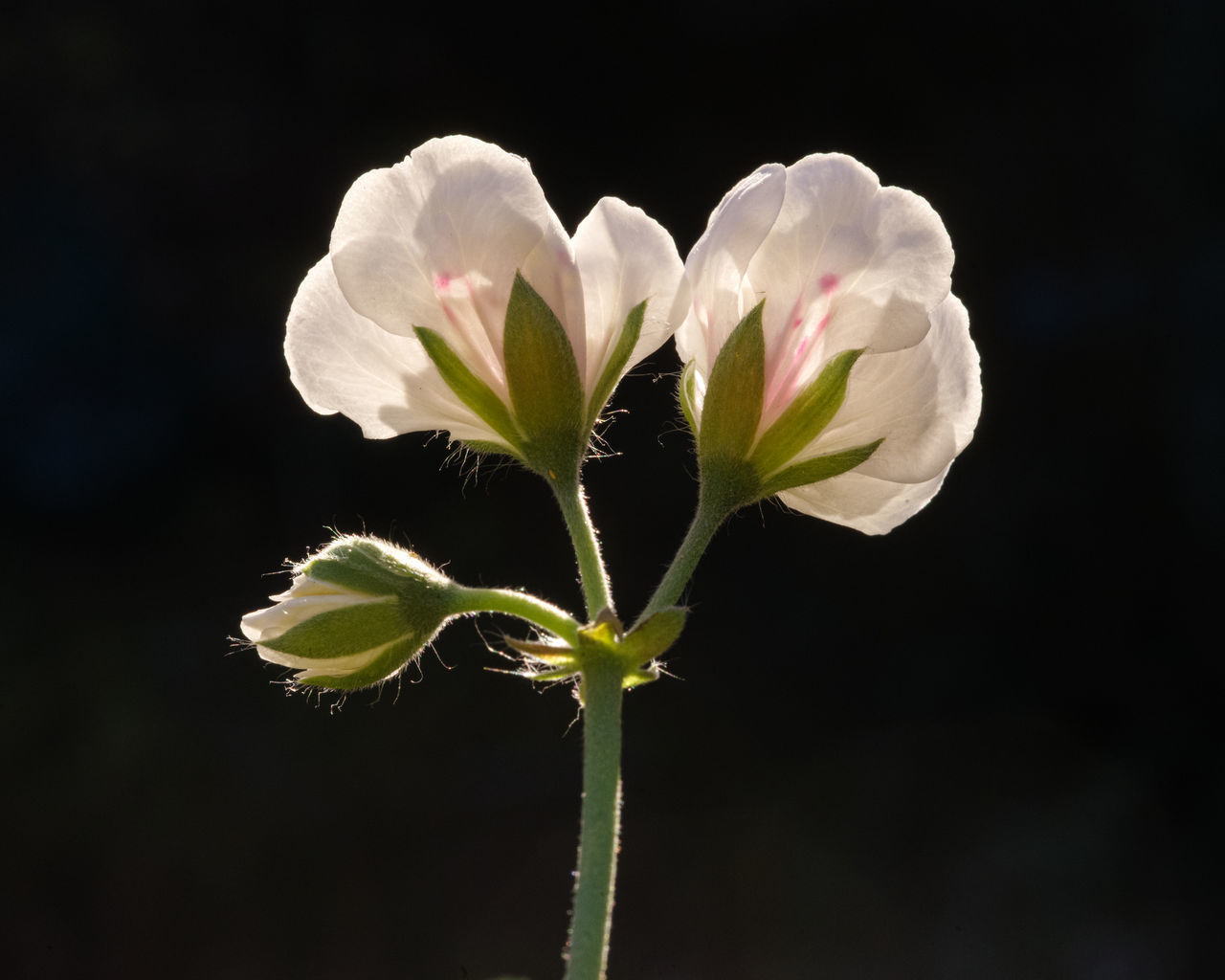 CLOSE-UP OF WHITE ROSE AGAINST BLACK BACKGROUND