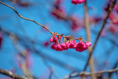 Close-up of red flowers on branch