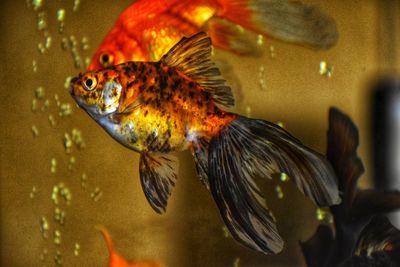 Close-up of fish swimming in sea