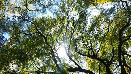 Low angle view of trees