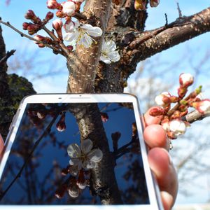 Low angle view of cherry blossoms against sky