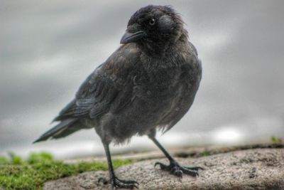 Close-up of bird perching on branch