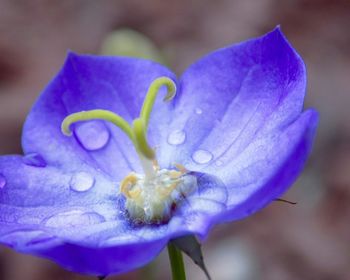 Close-up of purple flower