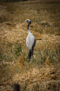 Gray heron on grass