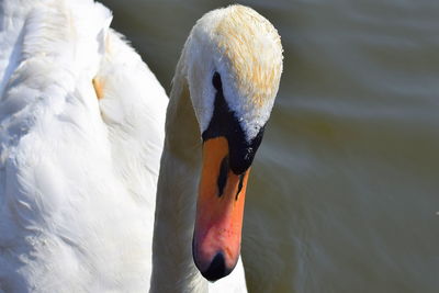 Close-up of swan swimming on pond