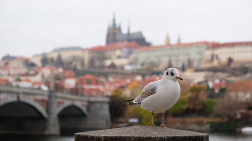 White seagull sitting on embankment the vltava river in prague, cz. famous tourist attractions.