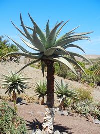 Cactus plant growing on field against sky