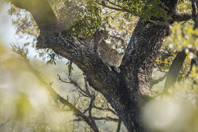 Low angle view of lizard on tree