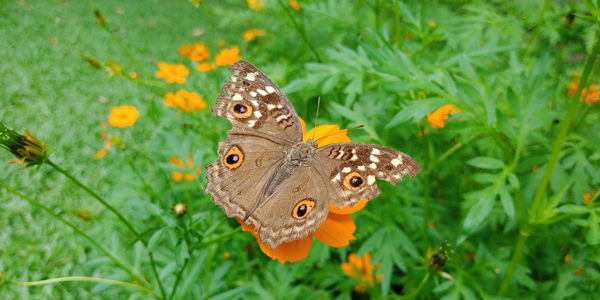 Close-up of butterfly on flower