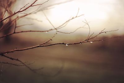 Close-up of bare branches