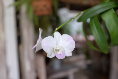 Close-up of white flowering plant