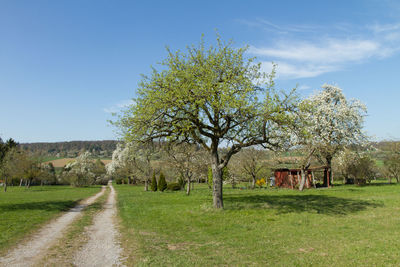 Trees on field against sky