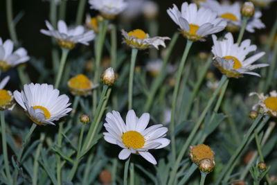 Close-up of white flowers blooming outdoors