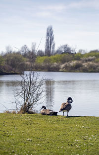 View of birds on lakeshore