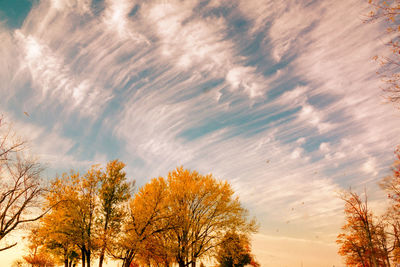 Low angle view of trees against sky