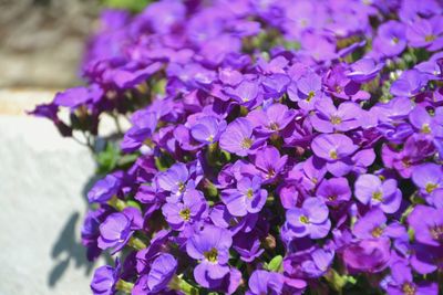 Close-up of purple flowers blooming outdoors