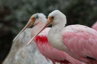 Close-up of roseate spoonbill outdoors