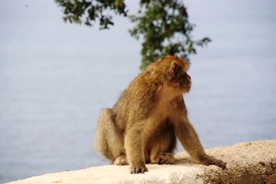 Monkey sitting on rock against sky