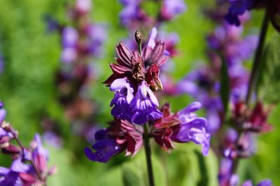 Close-up of purple flowering plant