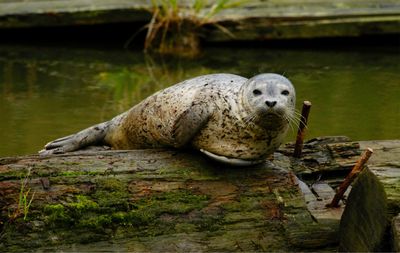 Portrait of lizard on rock