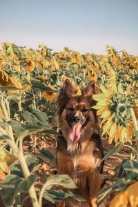 Portrait of dog in sunflower field