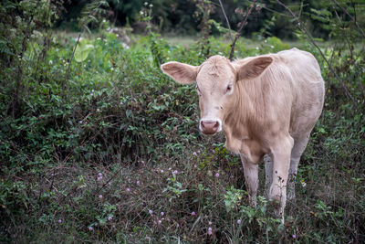 Cow standing in a field