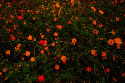 Close-up of flowers blooming in field