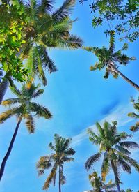 Low angle view of coconut palm tree against clear blue sky