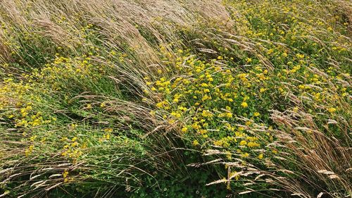 Full frame shot of plants growing on field