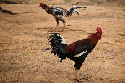 Side view of a rooster