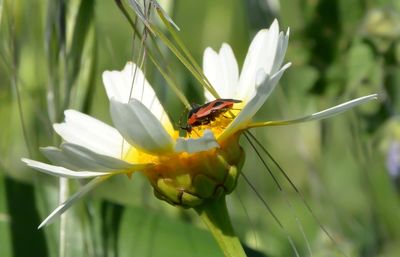 Close-up of insect on flower