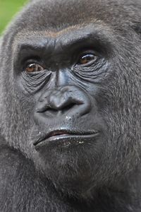 Close-up portrait of monkey