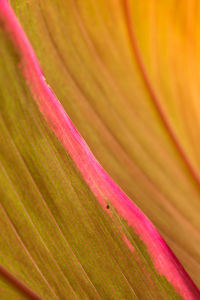 Full frame shot of multi colored tree