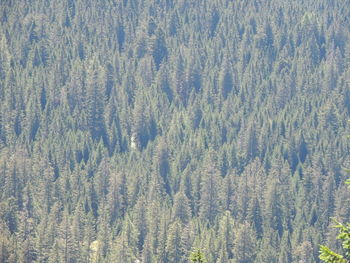 High angle view of pine trees in forest