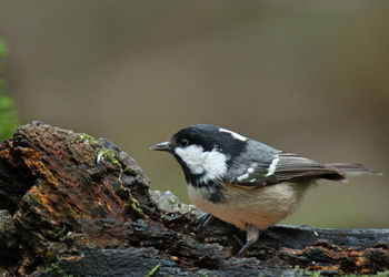 Close-up of bird perching on wood