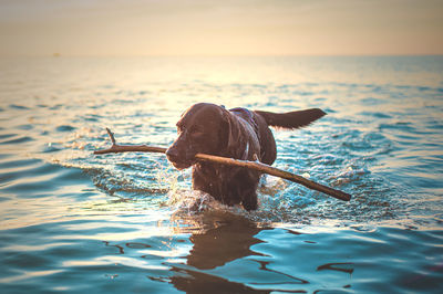 High angle view of dog in lake