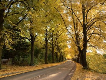 Empty road amidst trees during autumn