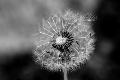 Close-up of dandelion against blurred background