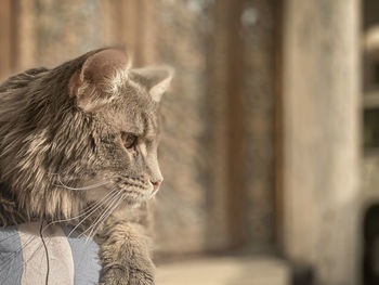 Close-up of a cat looking away