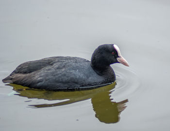 Close-up of coot swimming in lake