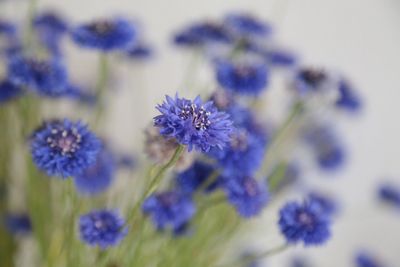 Close-up of cornflowers blooming at park