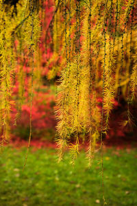 Close-up of fresh green plants